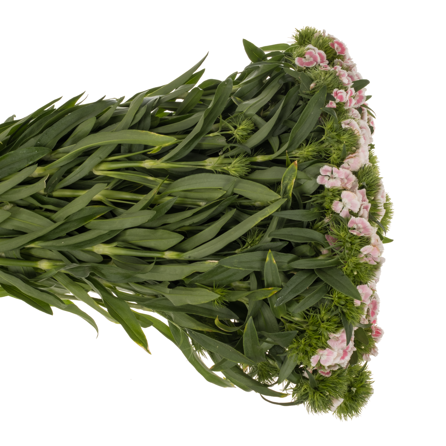 Bartnelke hell rosa Early Light 55cm