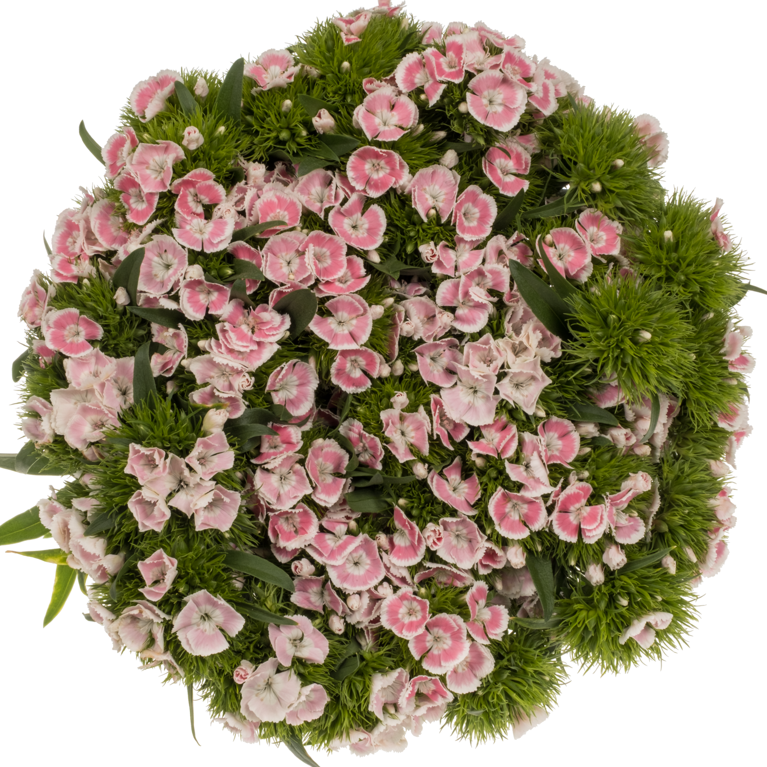 Bartnelke hell rosa Early Light 55cm