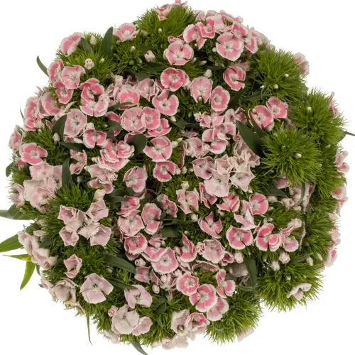 Bartnelke hell rosa Early Light 55cm