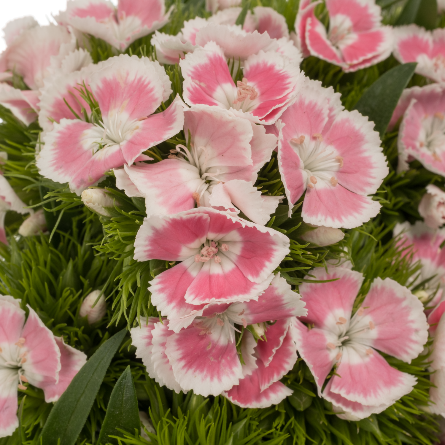 Bartnelke hell rosa Early Light 55cm