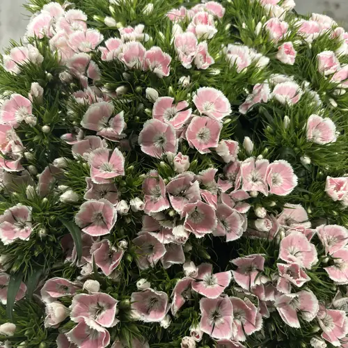 Bartnelke hell rosa Early Light 55cm