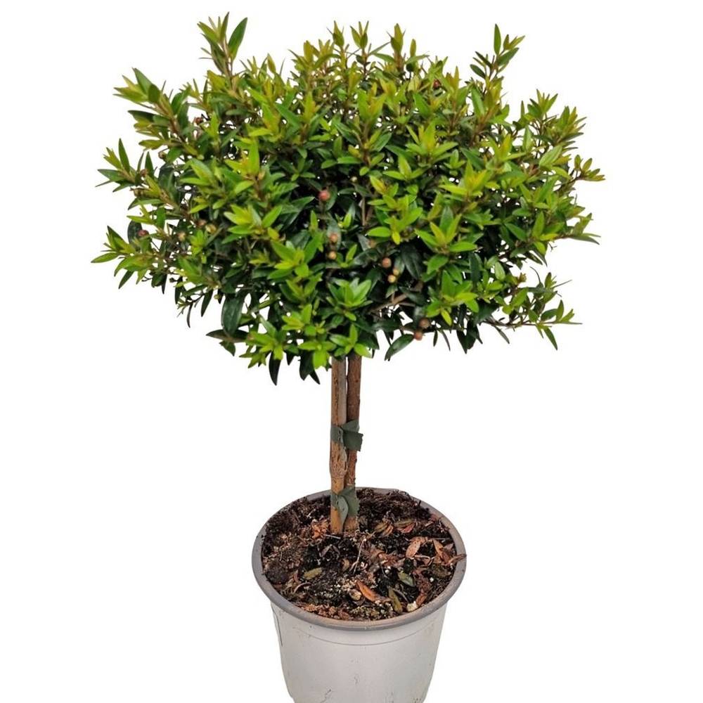 Myrtus Communis Stamm T12 H030