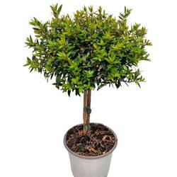 Myrtus Communis Stamm T12 H030