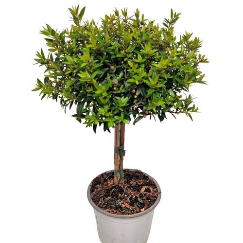 Myrtus Communis Stamm T12 H030