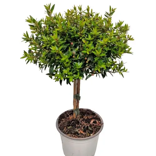 Myrtus Communis Stamm T12 H030