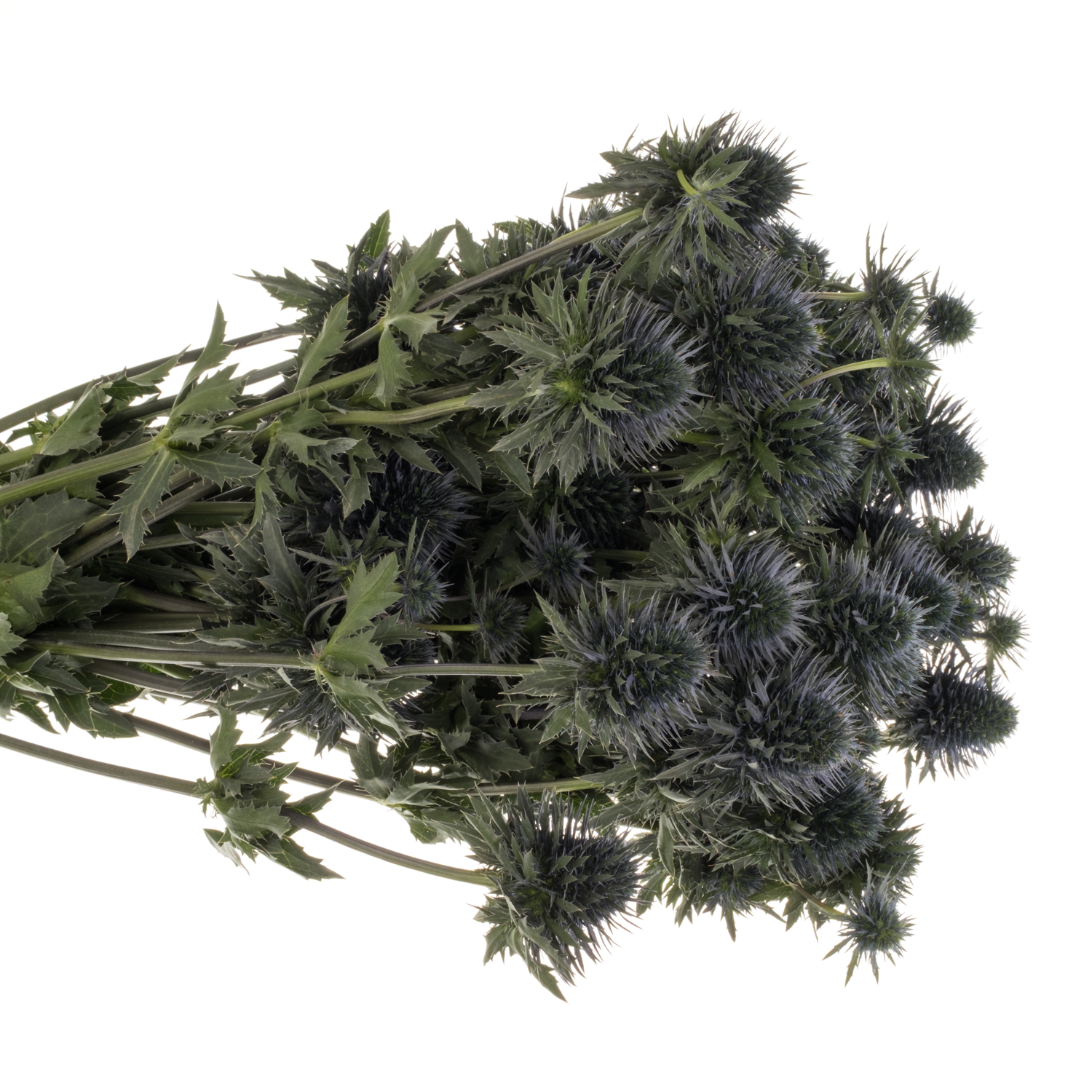 Distel blau Scorpius 70cm