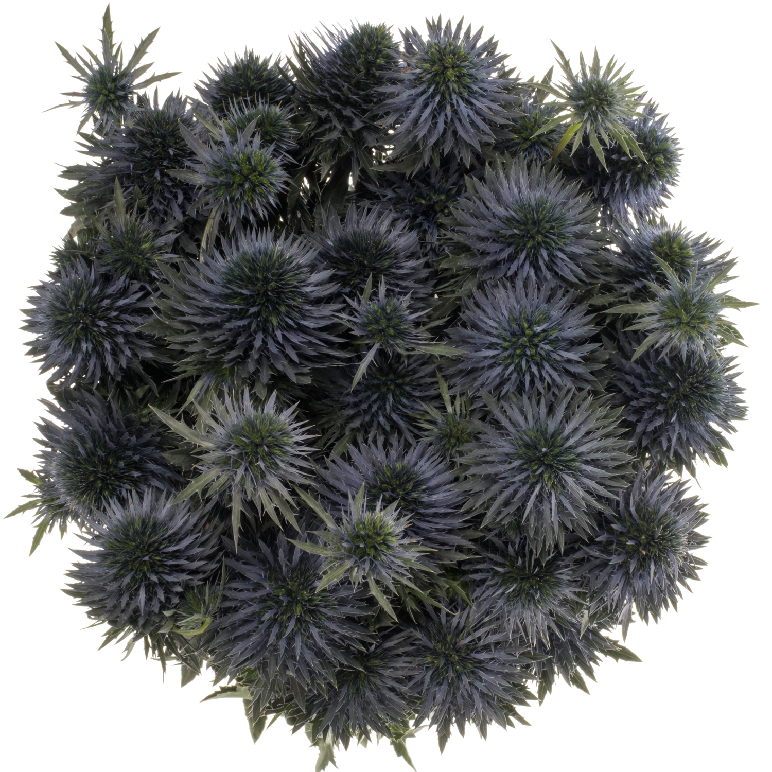 Distel blau Scorpius 70cm