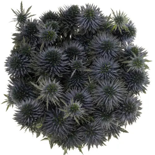 Distel blau Scorpius 70cm
