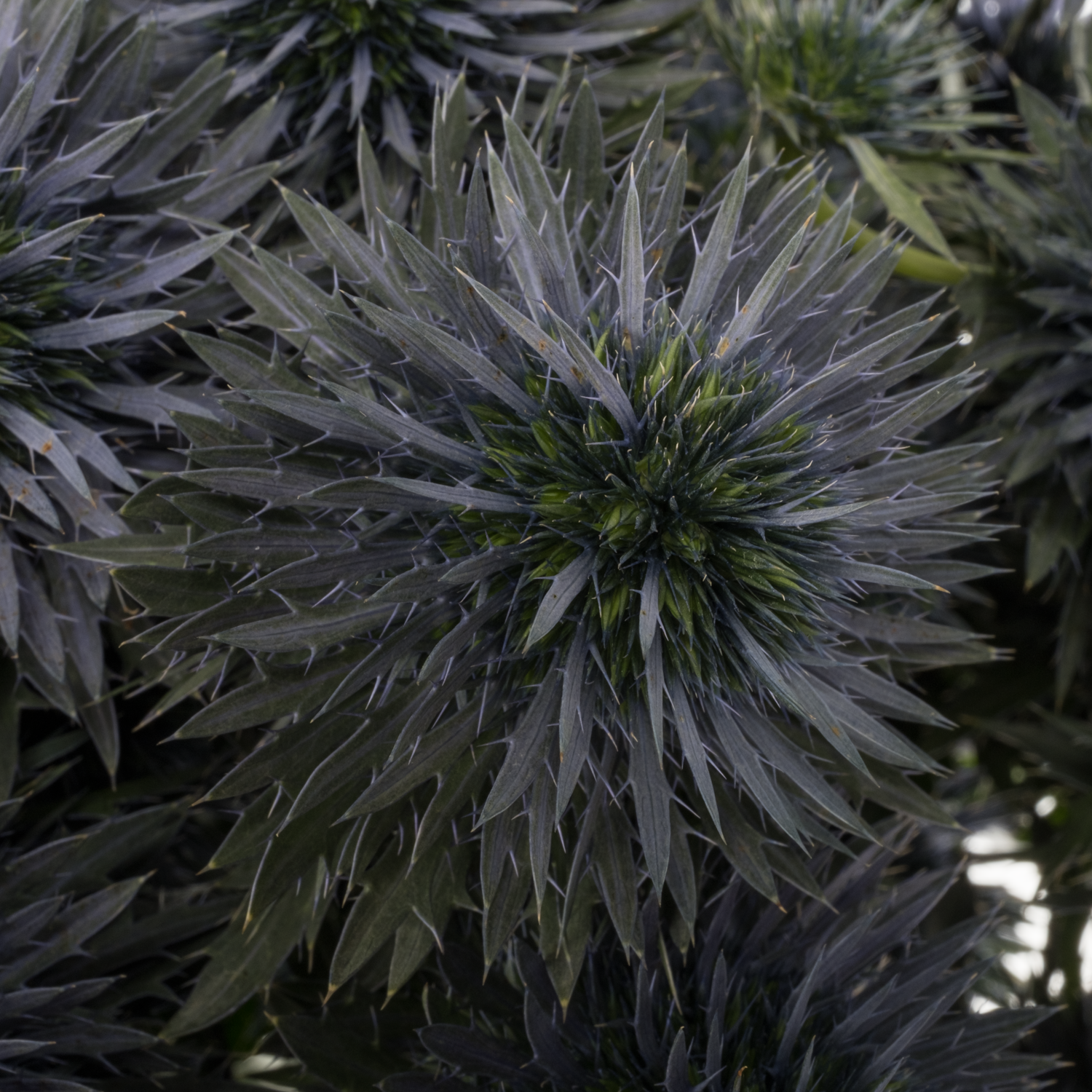 Distel blau Scorpius 70cm
