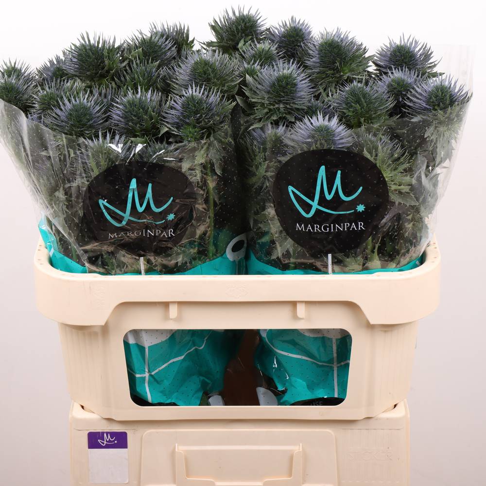 Distel blau Scorpius 70cm