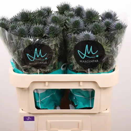 Distel blau Scorpius 70cm