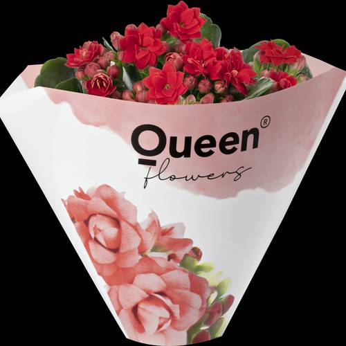 Kalanchoe rot Queen T09 H020