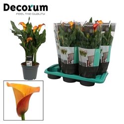 Calla orange Morning Sun T17 H55