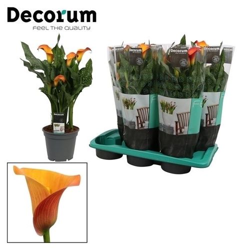 Calla orange Morning Sun T17 H55