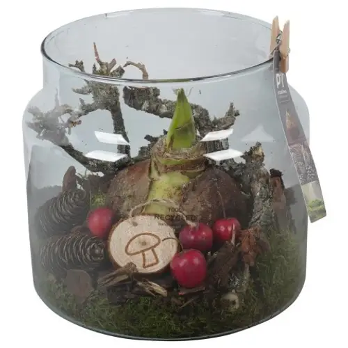 Amaryl.Arr PTAA7592 rote Bl. T19 H023