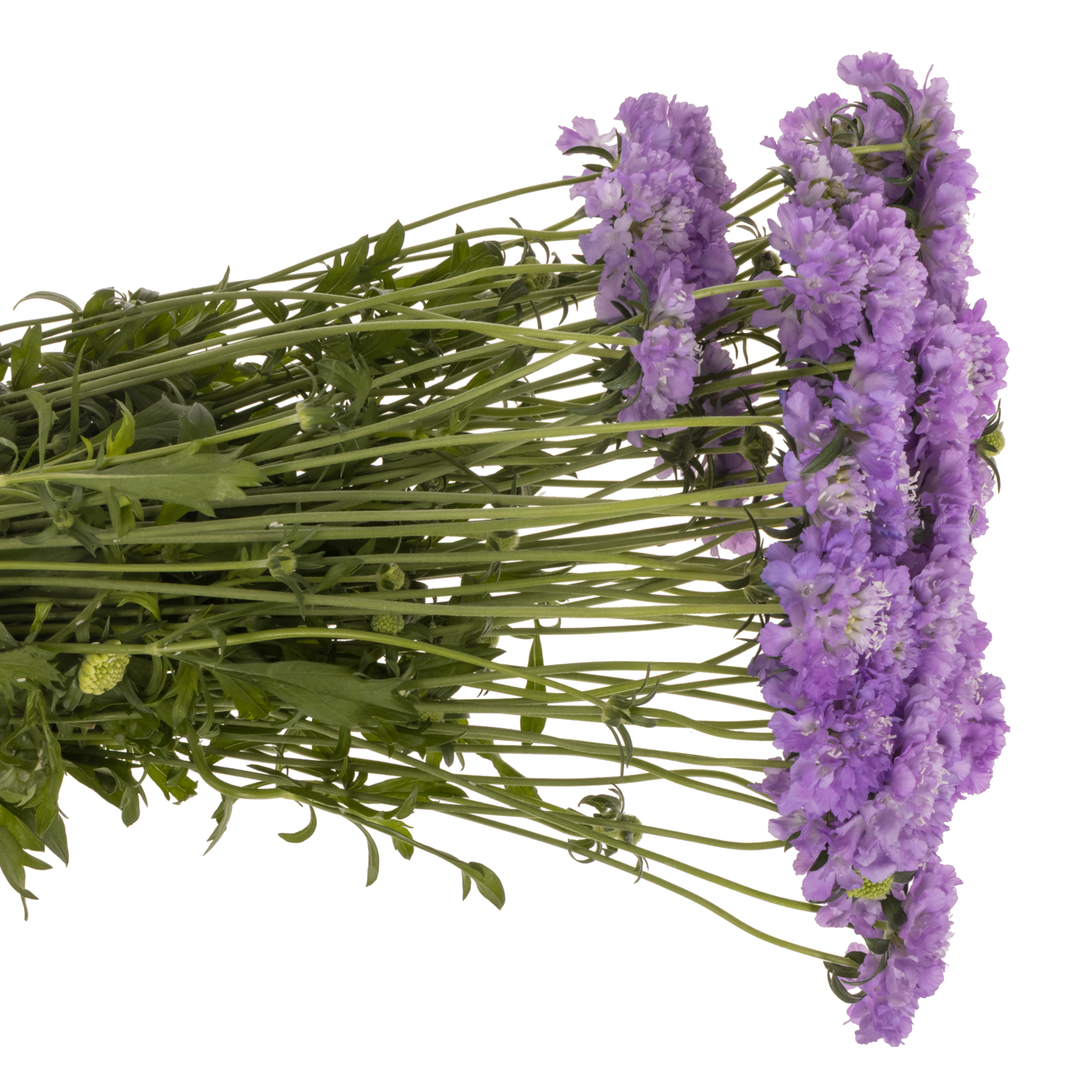 Scabiosa lila Dark Lavender Bon Bon 60cm