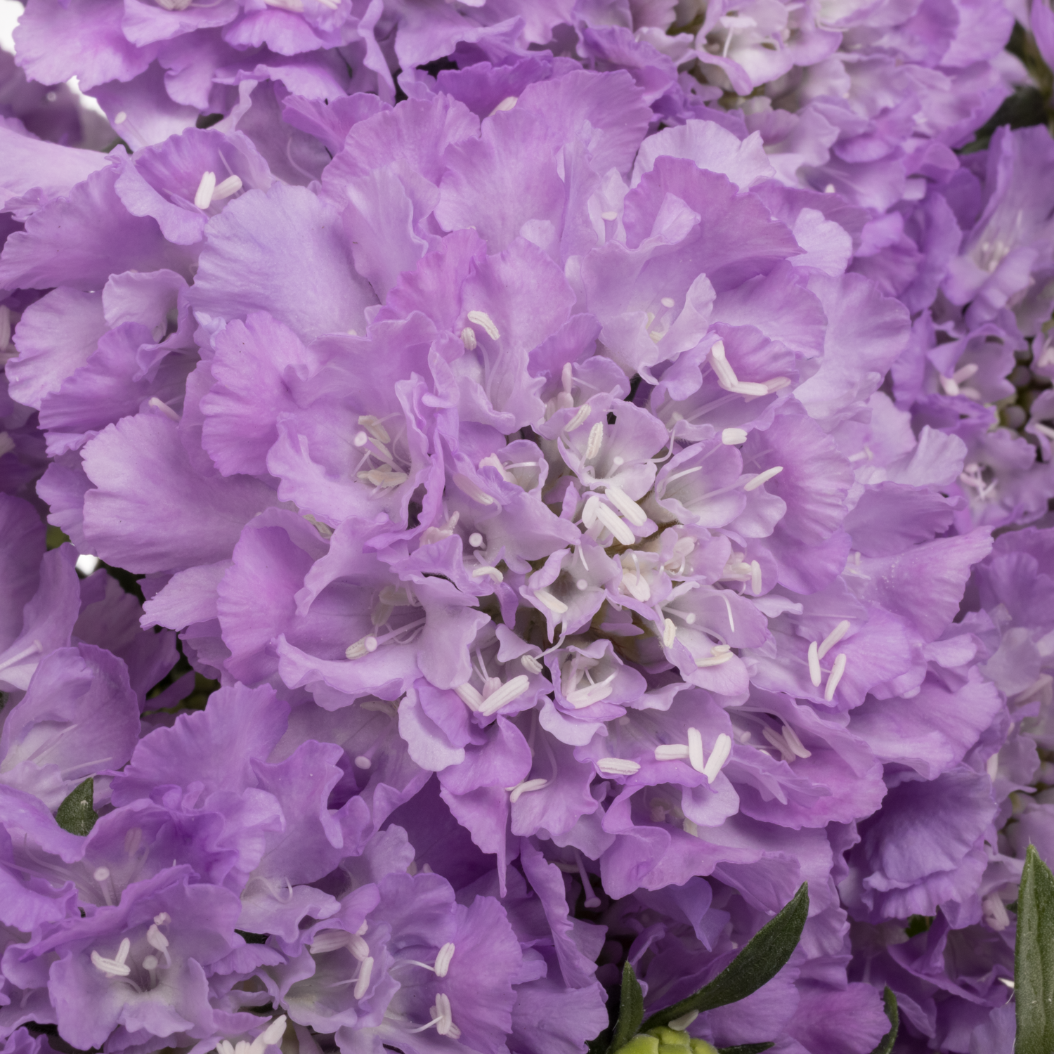 Scabiosa lila Dark Lavender Bon Bon 60cm