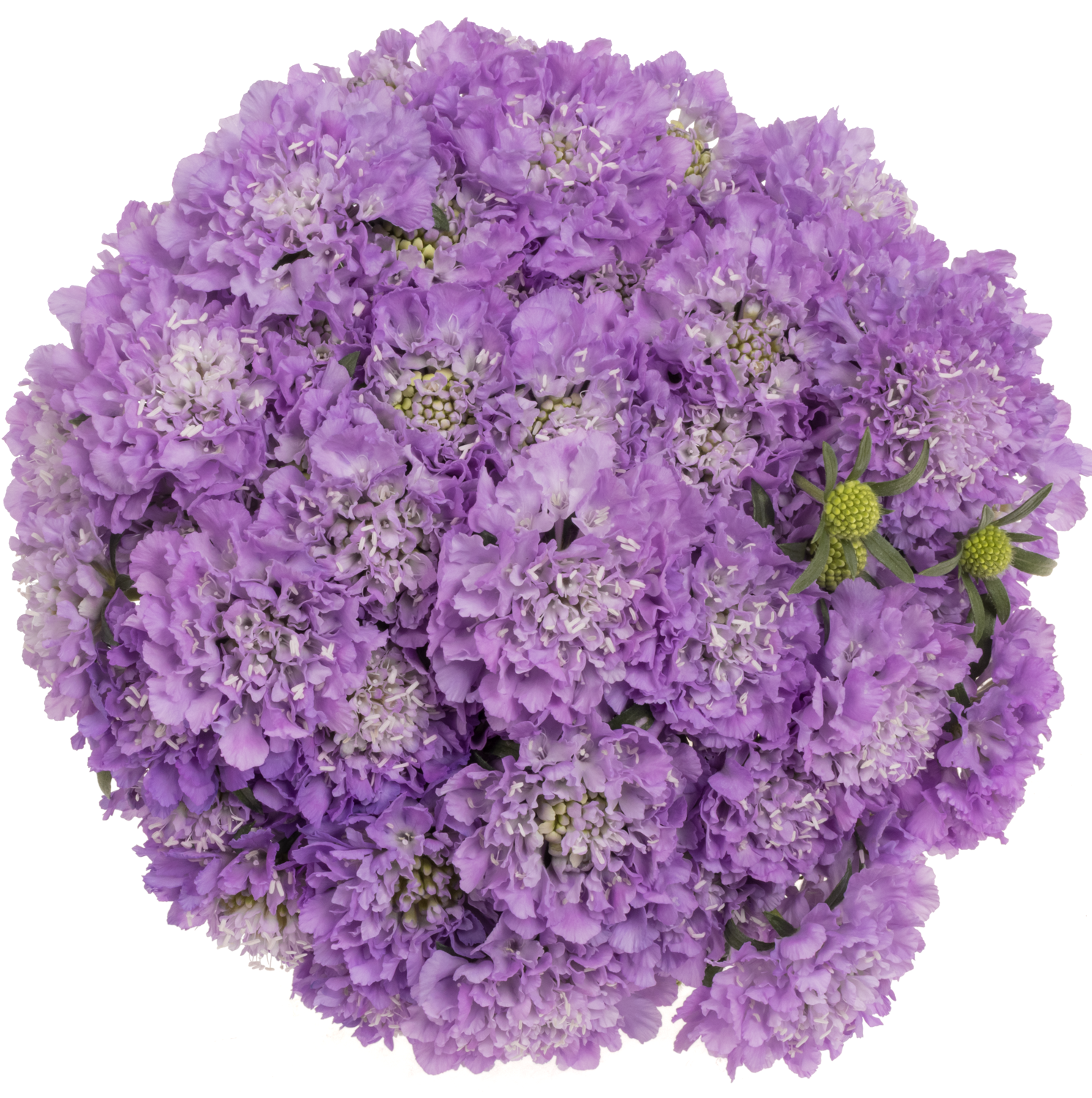 Scabiosa lila Dark Lavender Bon Bon 60cm