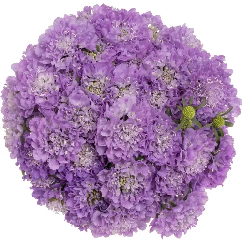 Scabiosa lila Dark Lavender Bon Bon 60cm