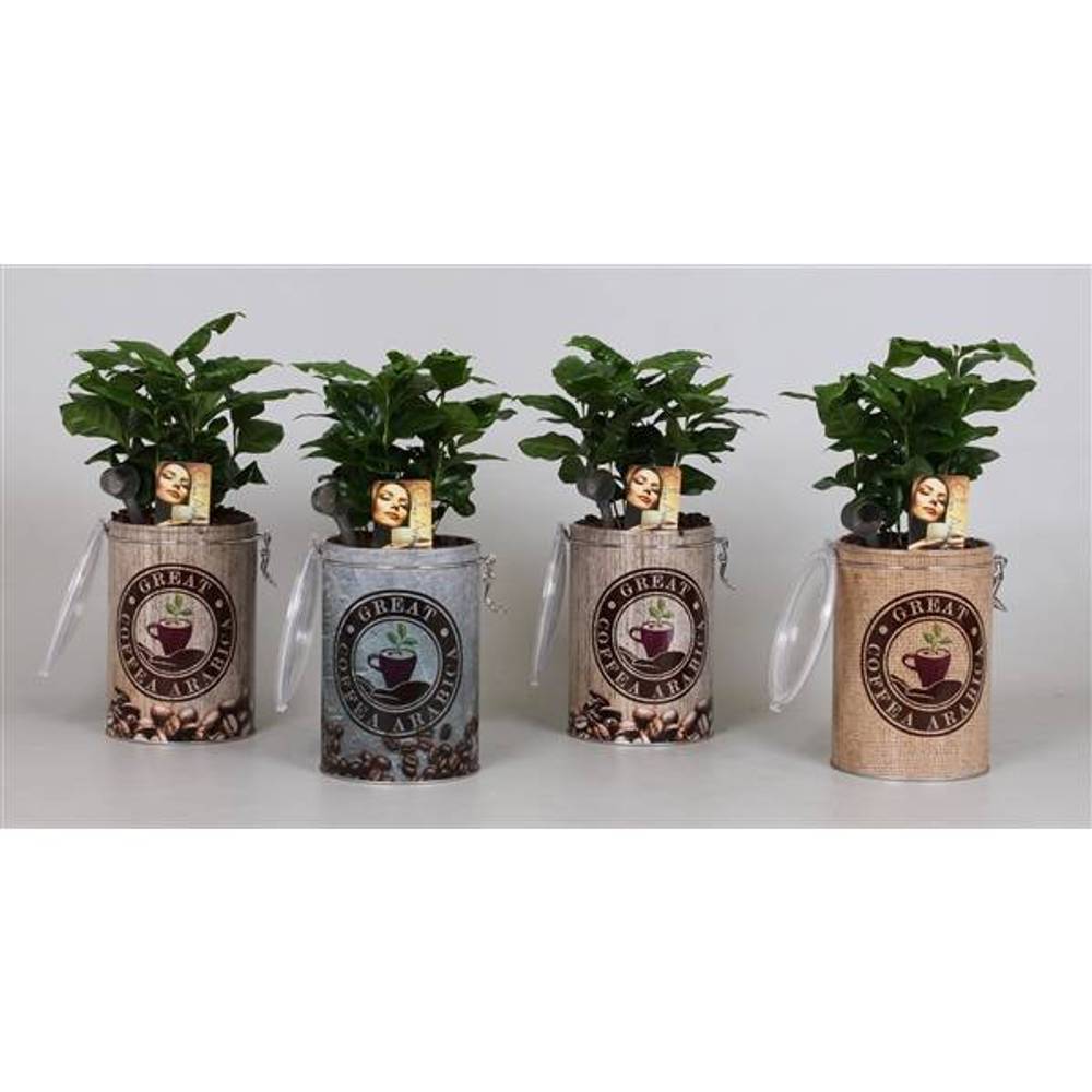 Coffea Arabica im Kaffeblick T12 H035