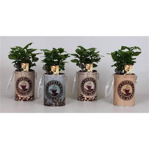 Coffea Arabica im Kaffeblick T12 H035