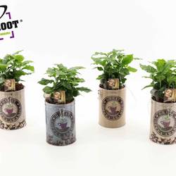 Coffea Arabica im Kaffeblick T12 H035