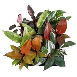 Philodendron Hybrid mix T06 H15