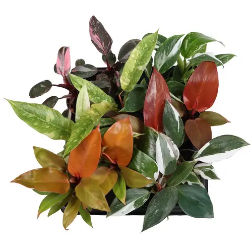 Philodendron Hybrid mix T06 H15