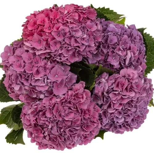 Hortensie lila Casanova Bol 20cm 80cm