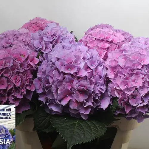 Hortensie lila Casanova Bol 23cm 80cm