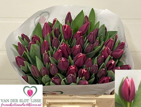 Tulpe fuchsia Masterclass 46 Gramm