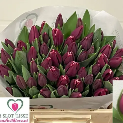 Tulpe fuchsia Masterclass 46 Gramm
