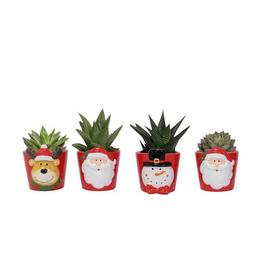 Succulenten mix Weihnachten Topf T06