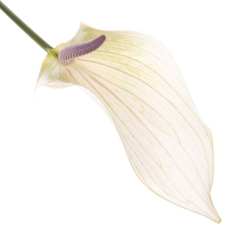 Anthurium creme Lumina Blüte 13cm