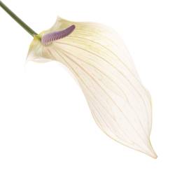 Anthurium creme Lumina Blüte 13cm