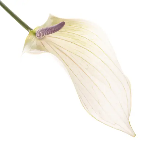 Anthurium creme Lumina Blüte 13cm
