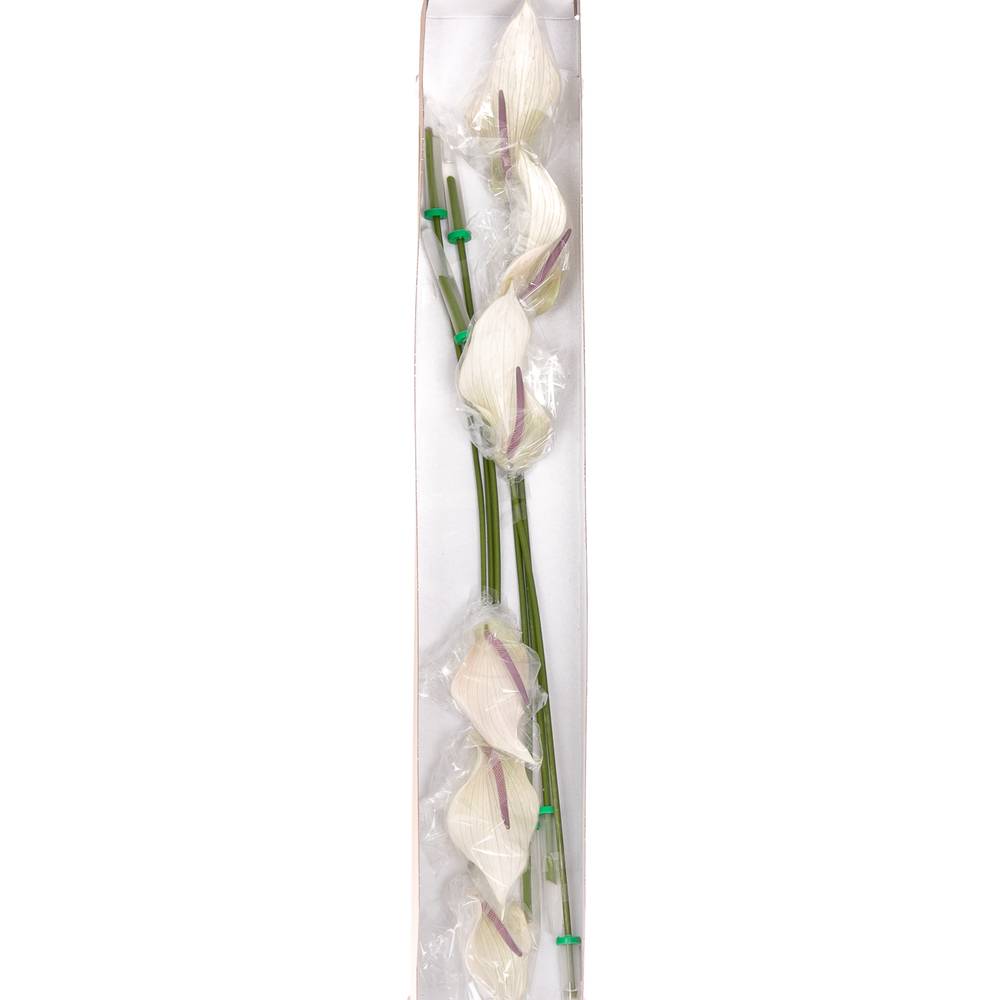 Anthurium creme Lumina Blüte 13cm