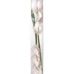 Anthurium creme Lumina Blüte 13cm