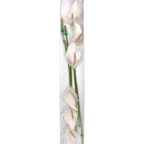 Anthurium creme Lumina Blüte 13cm