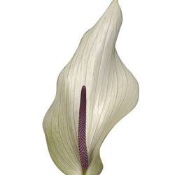 Anthurium creme Lumina Blüte 13cm