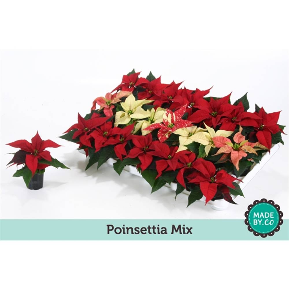 Poins.mix mini T06 H12