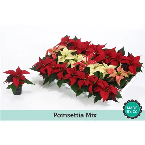 Poins.mix mini T06 H12