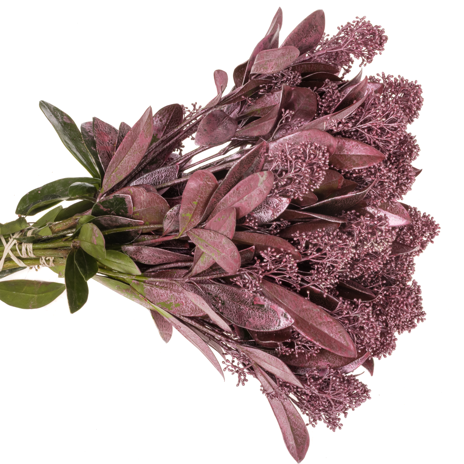 Skimmia rose/gold gefärbt 40cm