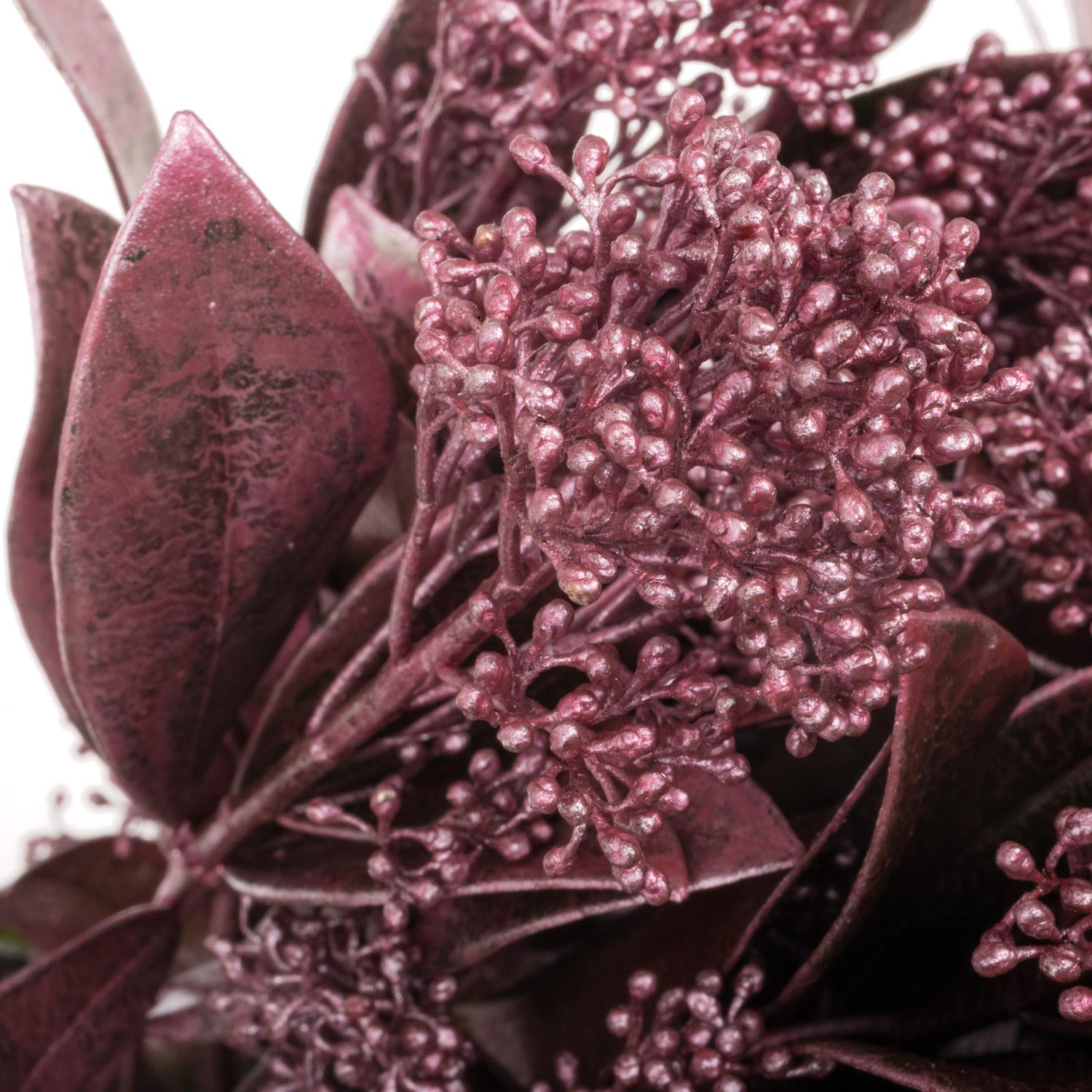 Skimmia rose/gold gefärbt 40cm