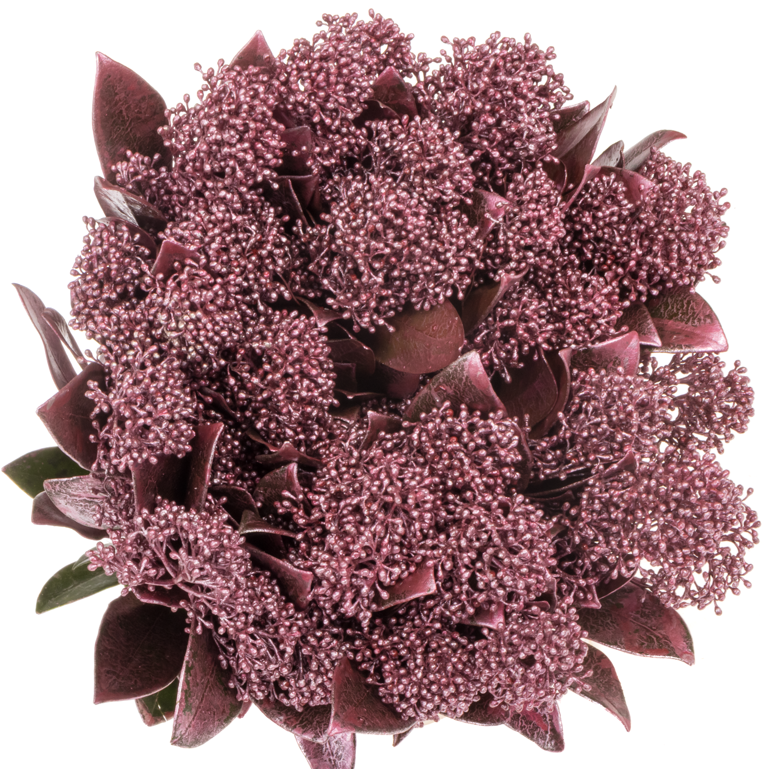 Skimmia rose/gold gefärbt 40cm