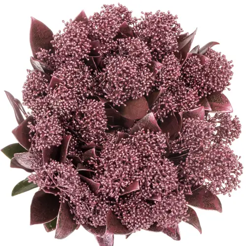 Skimmia rose/gold gefärbt 40cm