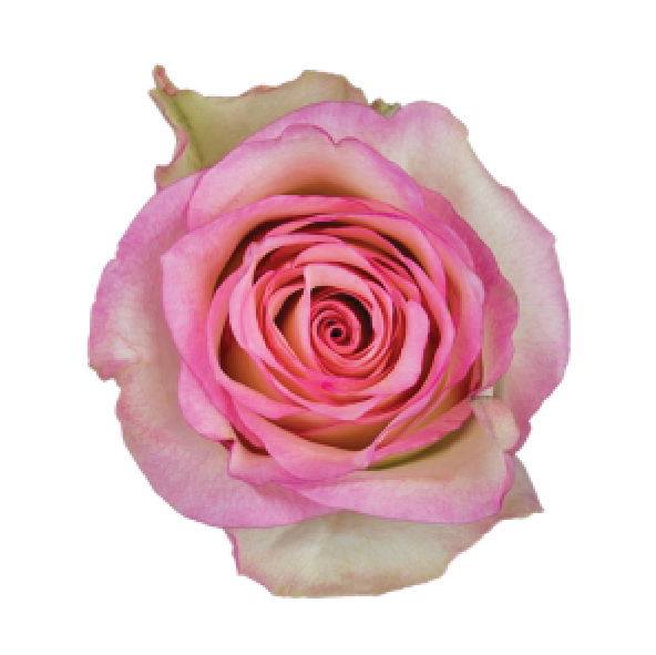 Rose creme/fuchsia Sovereign 50cm