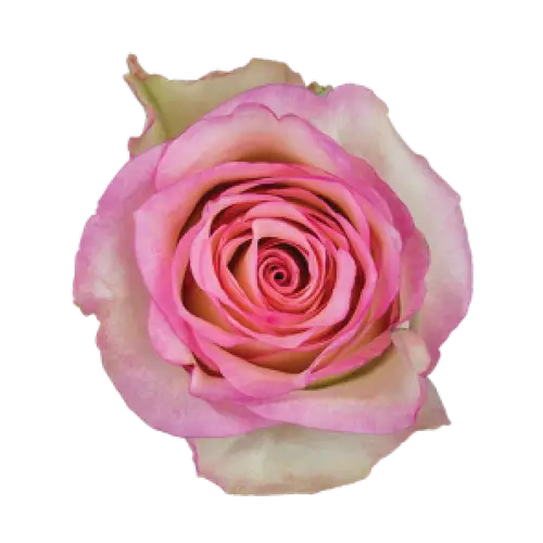 Rose creme/fuchsia Sovereign 50cm