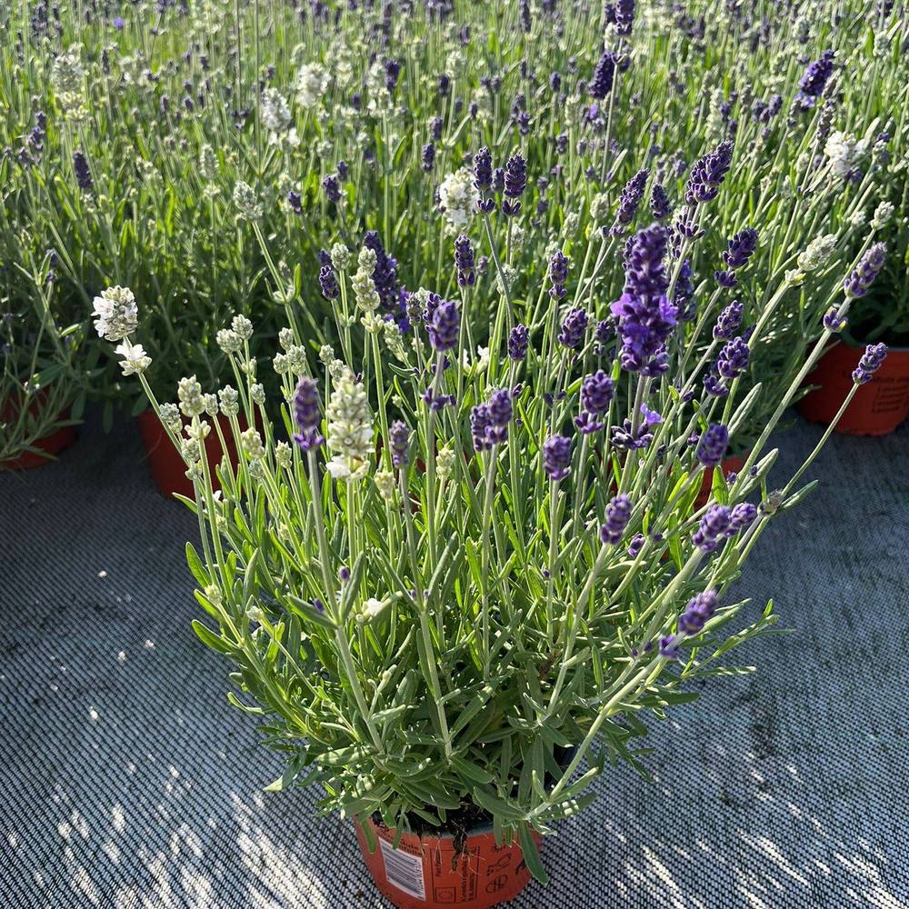 Lavendel Bicolor violett/weiss T12 H025