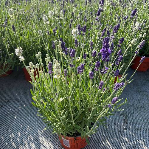 Lavendel Bicolor violett/weiss T12 H025